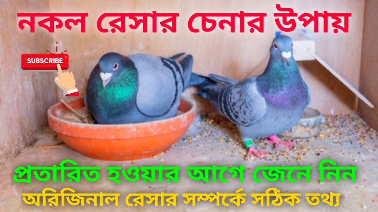 নকল রেসার চেনার উপায়। অরিজিনাল রেসার সম্পর্কে সঠিক ধারণা জেনে নিন।BD racing pigeon information.1879