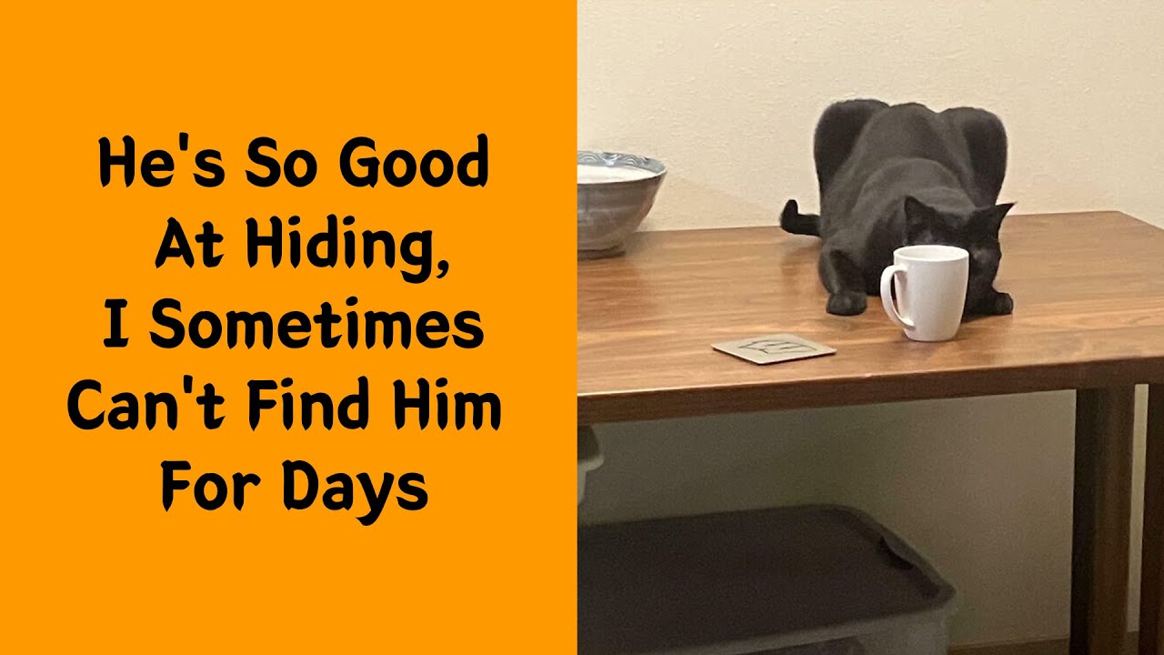 50 Pets Who Tried To Be Ninjas But Failed Hilariously