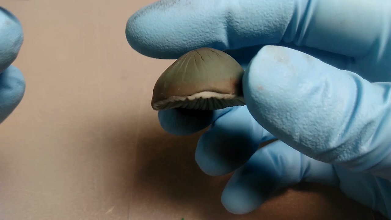 Sculpting a Mushroom from Polymer Clay