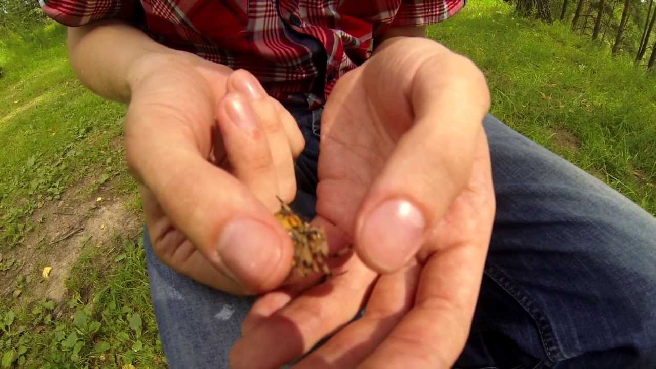 Handling Araneus Quadratus