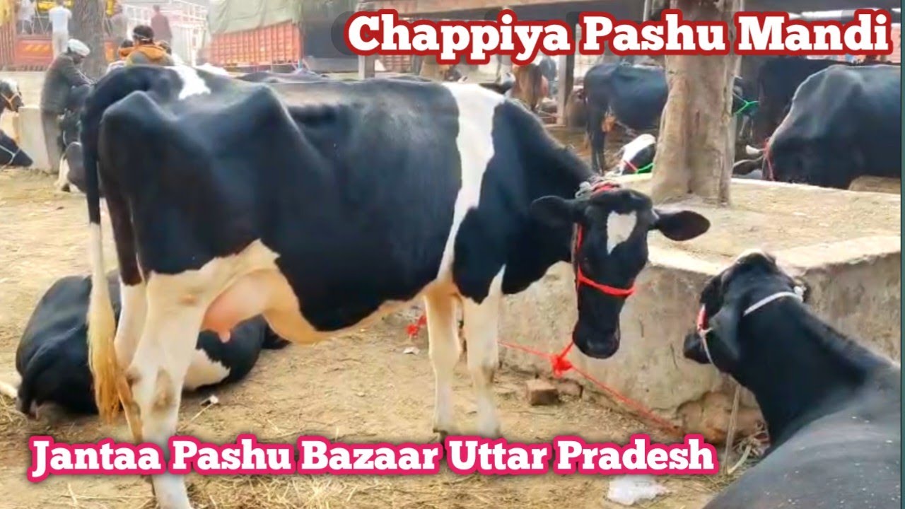 Jantaa Pashu bazaar Uttar Pradesh Cows Market 