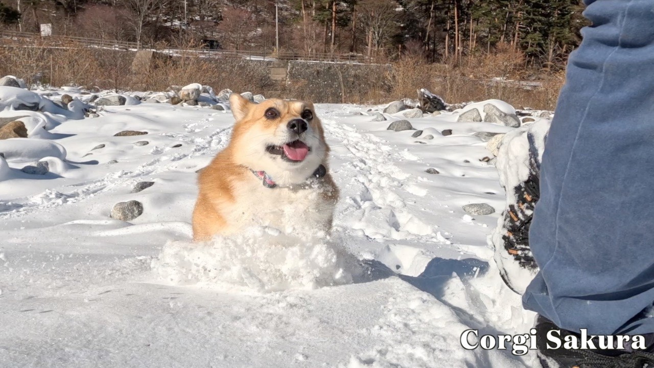 雪の河原を元気に歩き回ったコーギー / A Corgi wandering around the snowy riverbed.