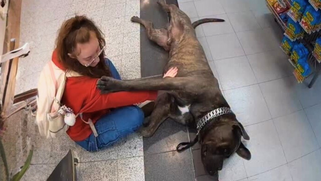 Shadow: The Giant Dog Everyone Feared—Until His Gentle Heart Was Revealed