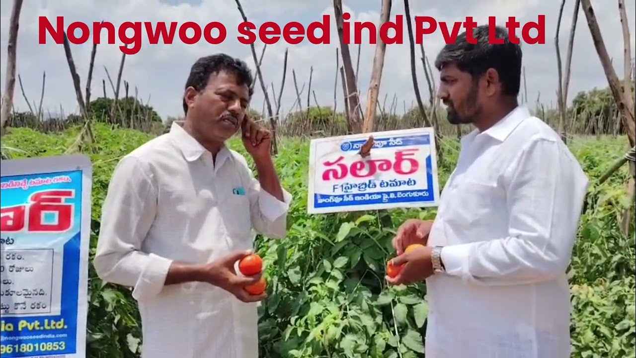 Tamato Salaar Nongwoo seed ind Pvt Ltd 