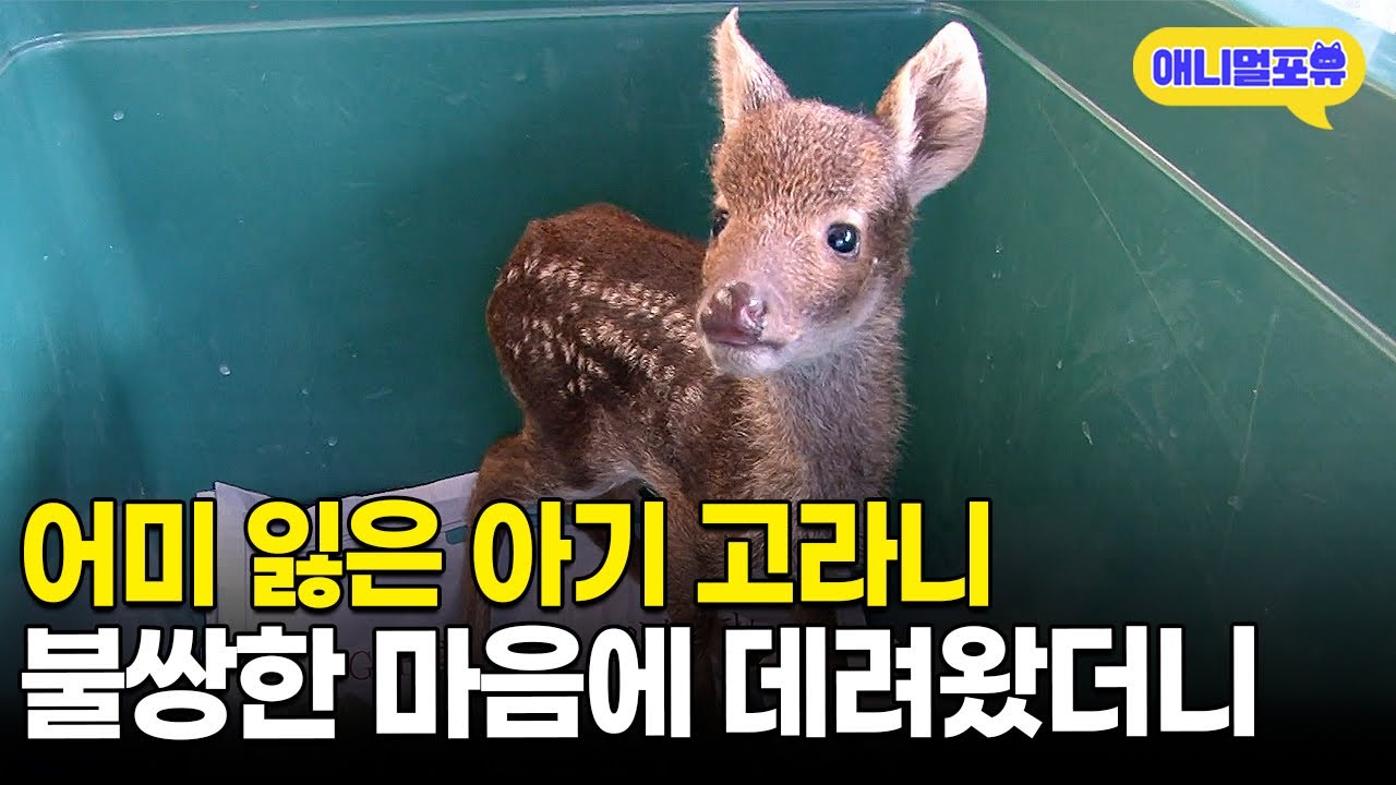 보기만 해도 힐링 😍 산골 6남매 가족과 아기 고라니ㅣKBS 인간극장