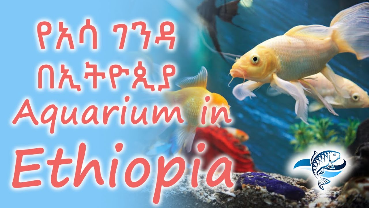 Aquarium of MINT Ministry of innovation and technology