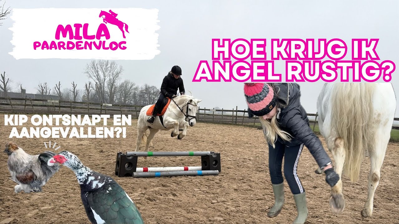 Hoeven uitkrabben, zwilwratten + KIP ontsnapt en aangevallen?!