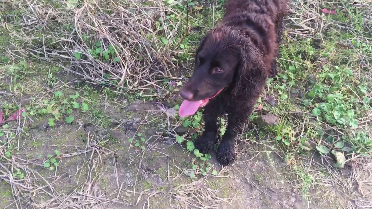 Wachtelhund Ksara m