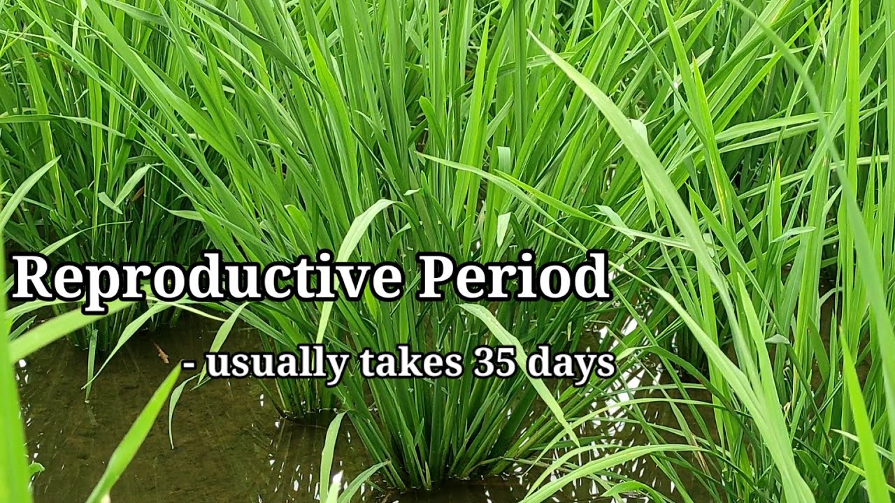 Growth Stages of Rice Plant (english sub title)
