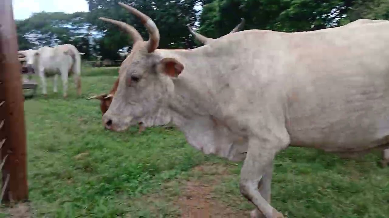 As vacas leiteiras 