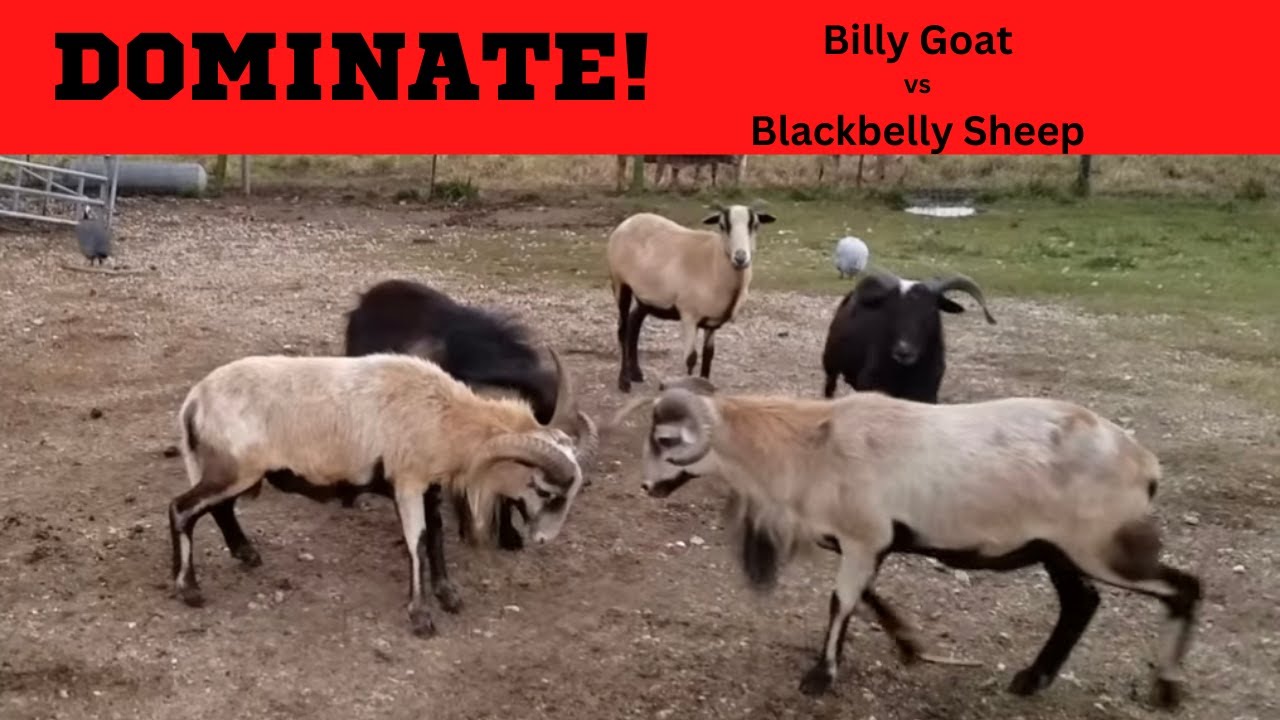 Billy Goat Vs Ram Fight