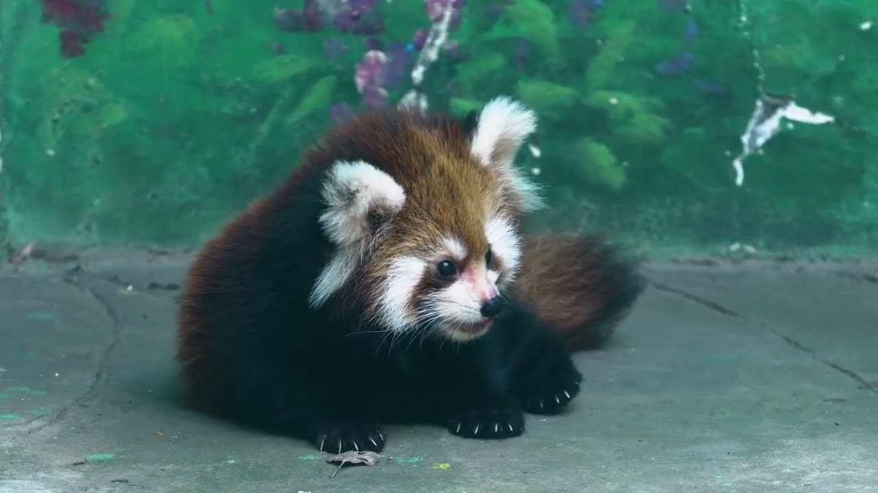 Red panda