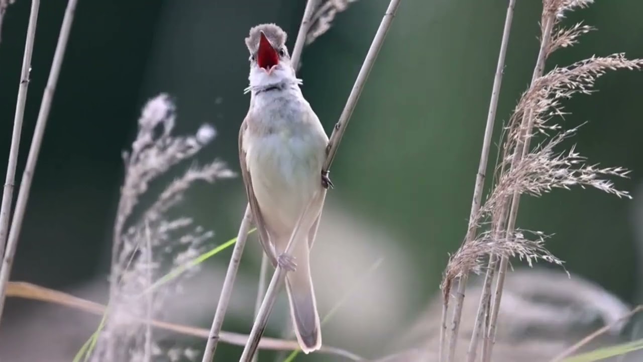 10 mins Nature Ambient Music with Bird Sounds 🐦 