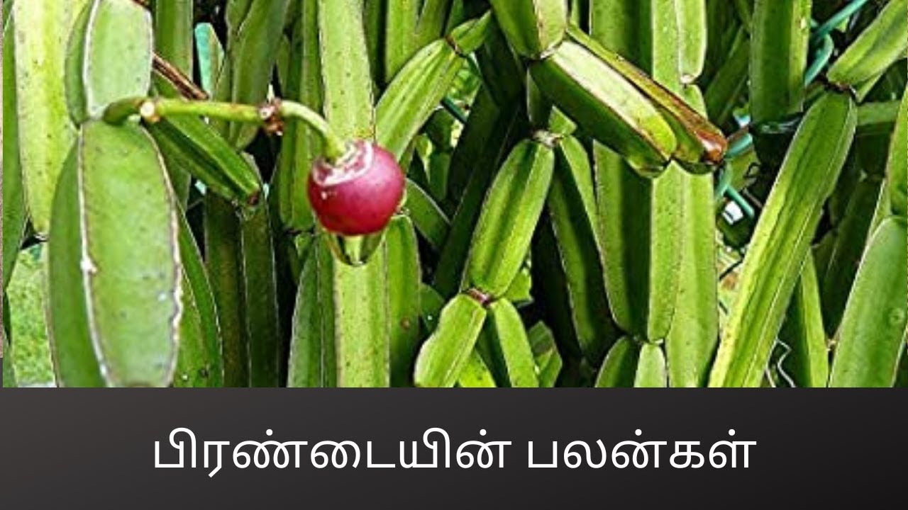 பிரண்டையின் பலன்கள் 