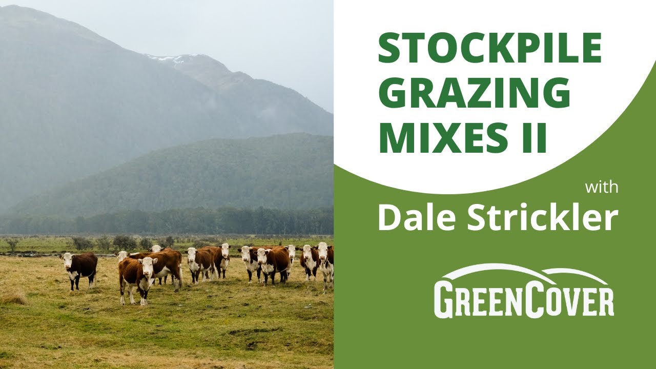 Stockpile Grazing Mixes with Dale Strickler (Part 2/2)