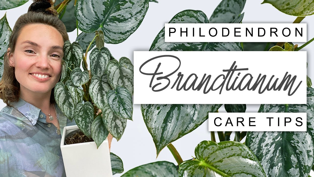 Philodendron Brandtianum Care Tips 🌿 BEST Tips For Silver Leaf Philodendron