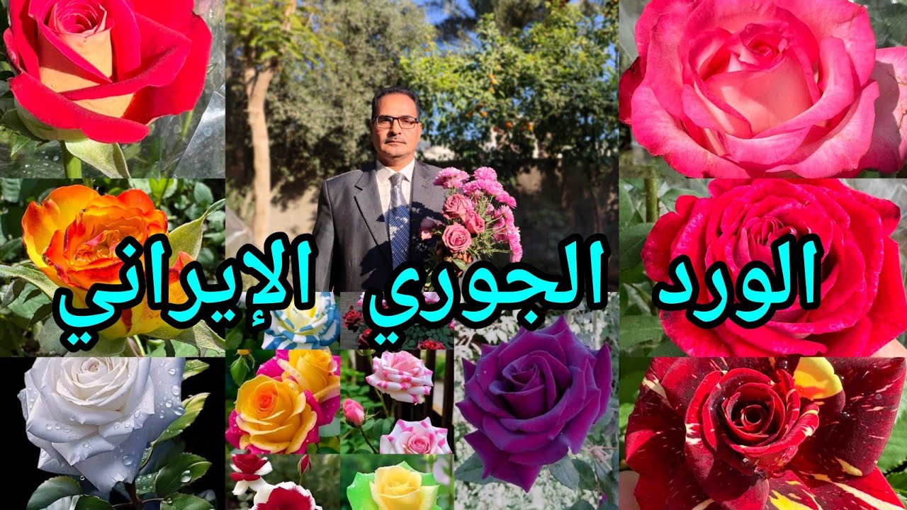 الورد الجوري الإيراني تعرفوا على سبب موته و أسرار الزراعة لزيادة نسبة نجاح زراعته بالحديقة المنزلية