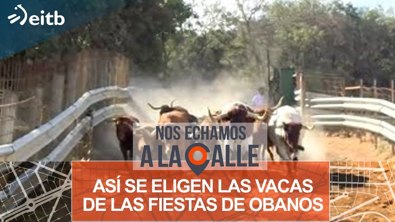 Así se eligen las vacas de las fiestas de Obanos, Navarra