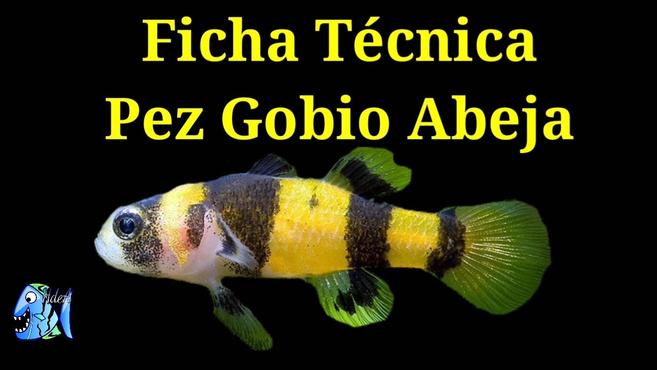 Ficha Técnica Pez Gobio Abeja (Brachygobius xanthozonus)