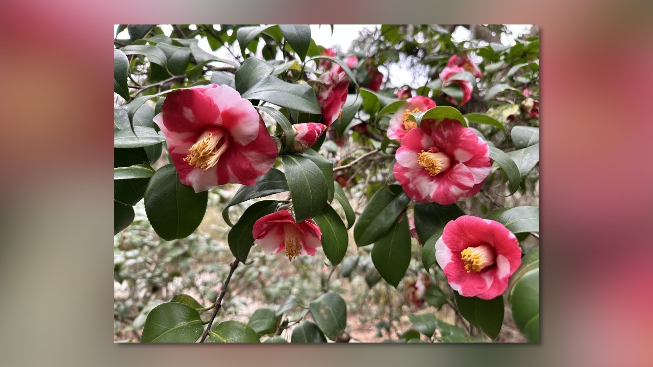 Camellia Season Blooms at Magnolia Plantation