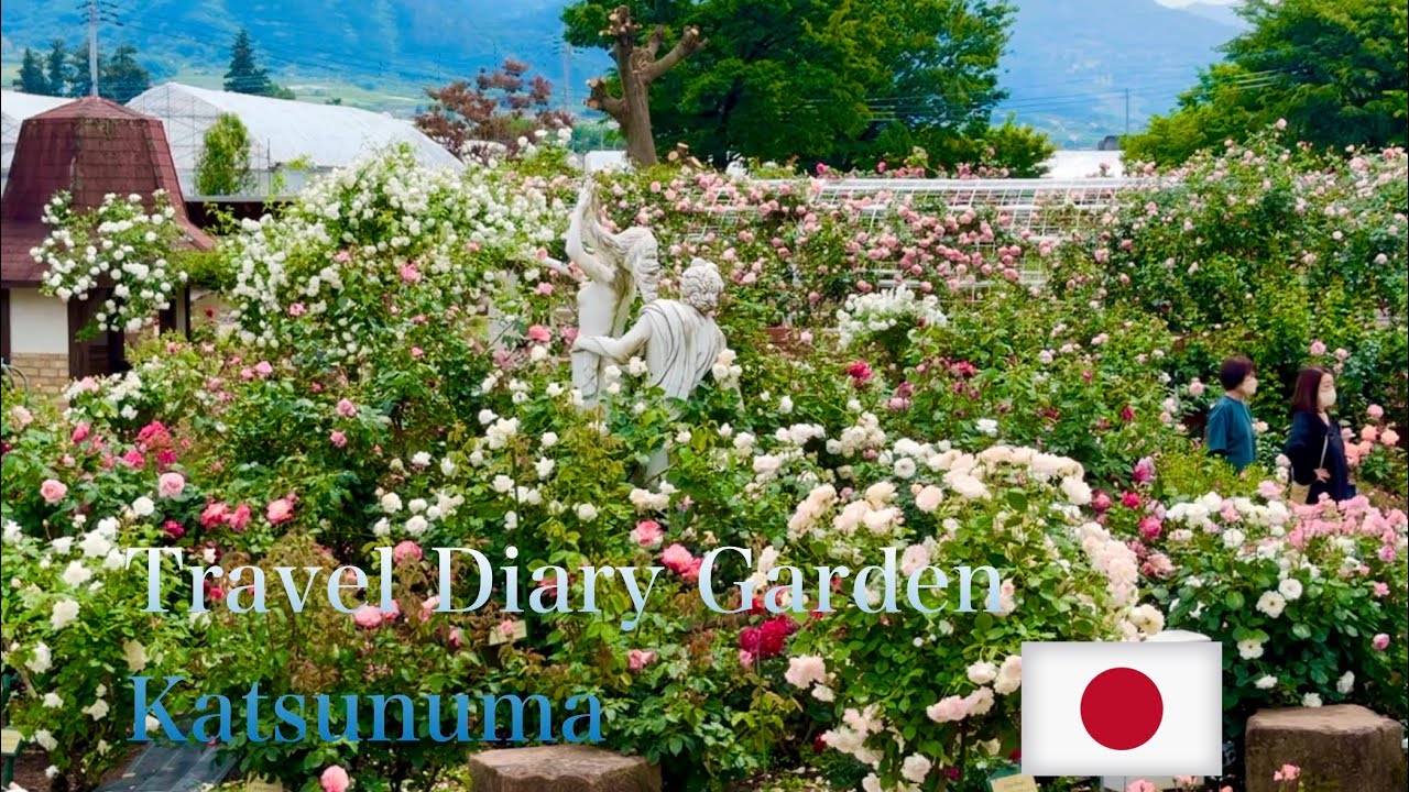 Travel Diary Garden 2024🌹 Rose season #山梨県 #japan #yamanashi #roses