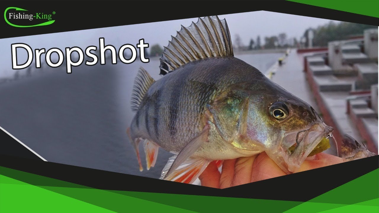 Drop Shot auf Barsch - Die Beste Montage f&uuml;r den Herbst! | Fishing-King.de