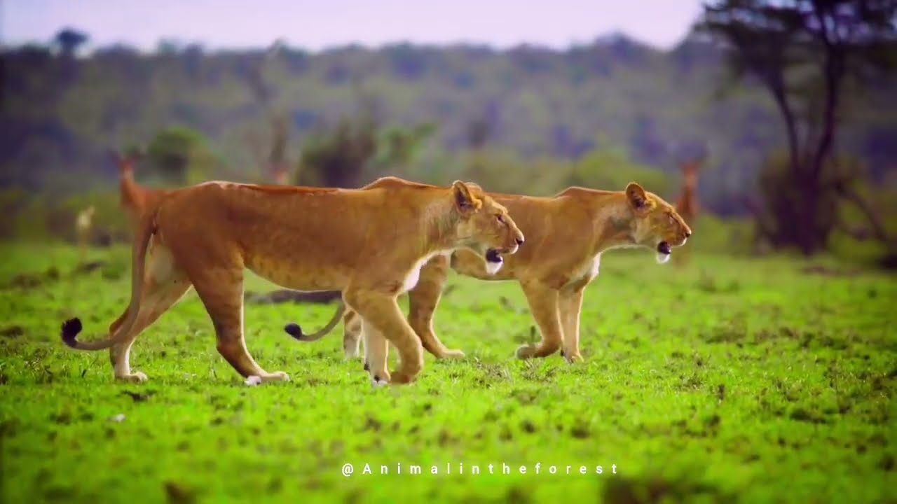 Relaxing sleep with Animal in forest🔥🐅