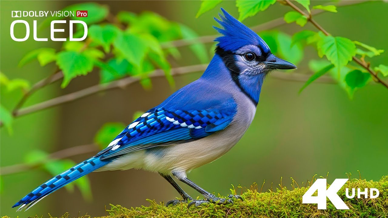 Wildlife 24/7 in 4K UHD – Relaxing Nature Scenes & Calm Animal Footage with Soft Music