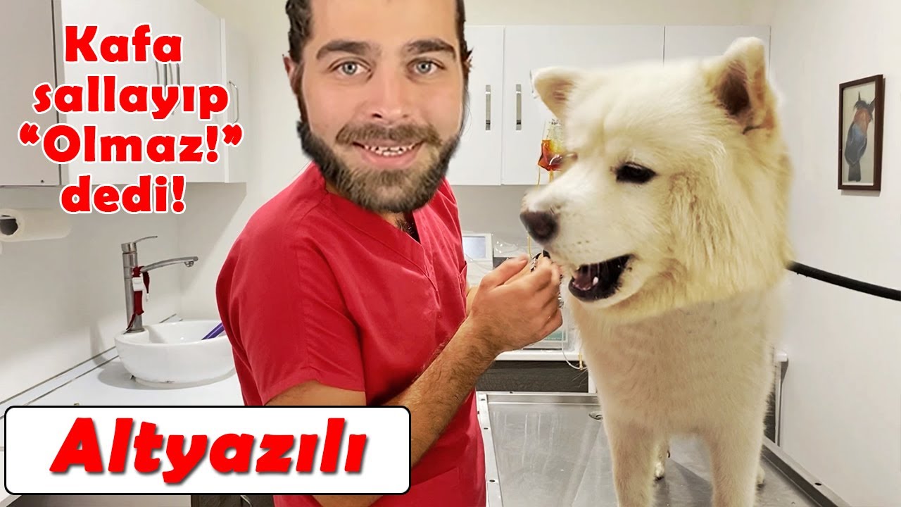 ÇAPKIN KÖPEK GELDİ! 😍 Beden Dili Uzmanı Çıktı! 🤣 #inanoğlu