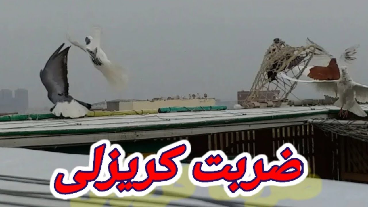 مسكت كريزلى من الحمام اللى بينام ضربت معلم👍اضرب خلينى اتوب مش هتوووب🤣تربوووالغية المصرية