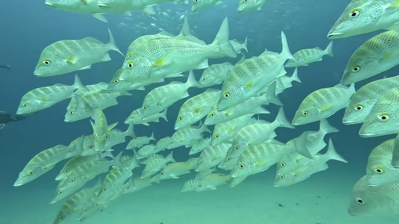 Scuba diving in Cabo Pulmo - La Paz, Baja California. Buceo en Cabo Pulmo y La Paz, Baja California.