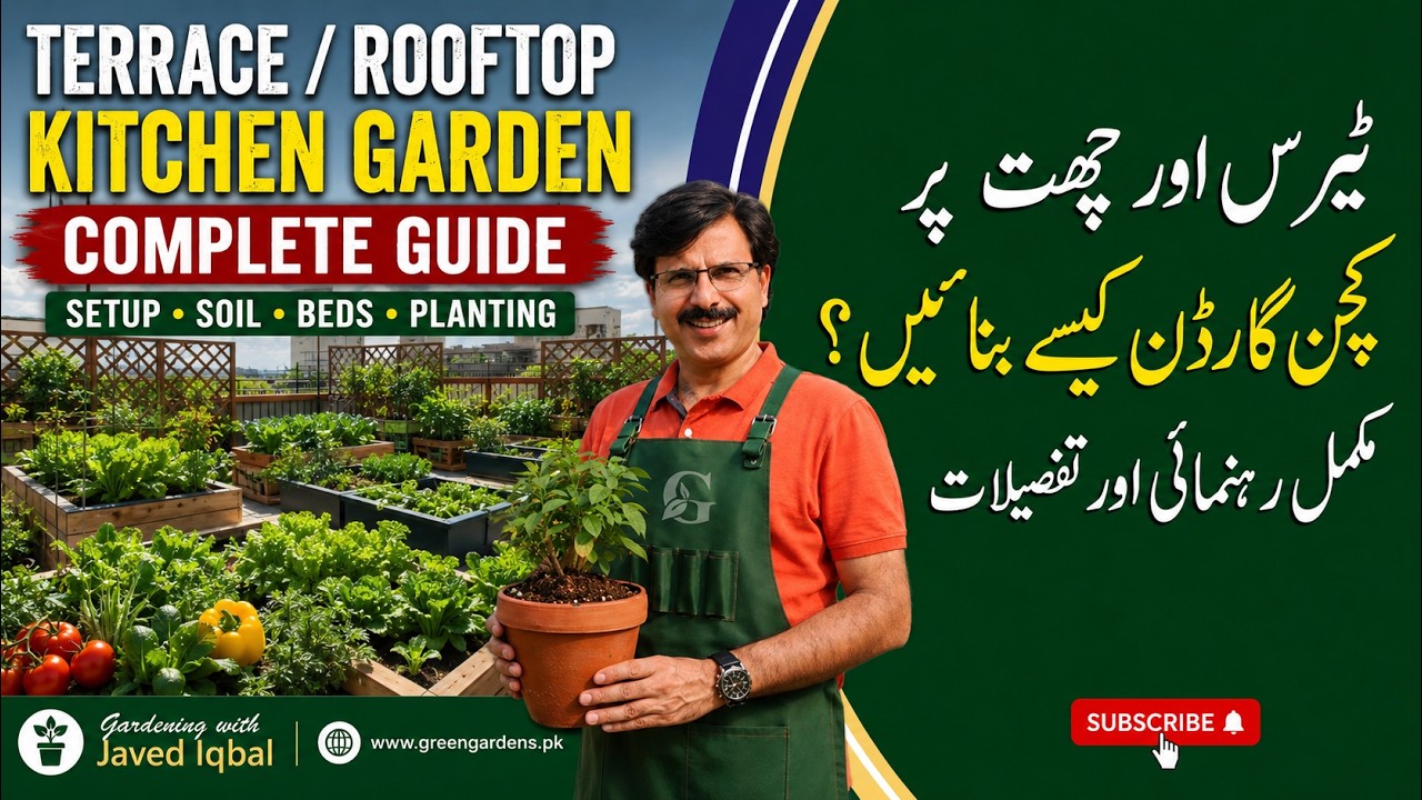 TERRACE / ROOFTOP KITCHEN GARDEN || Gardening With Javed Iqbal