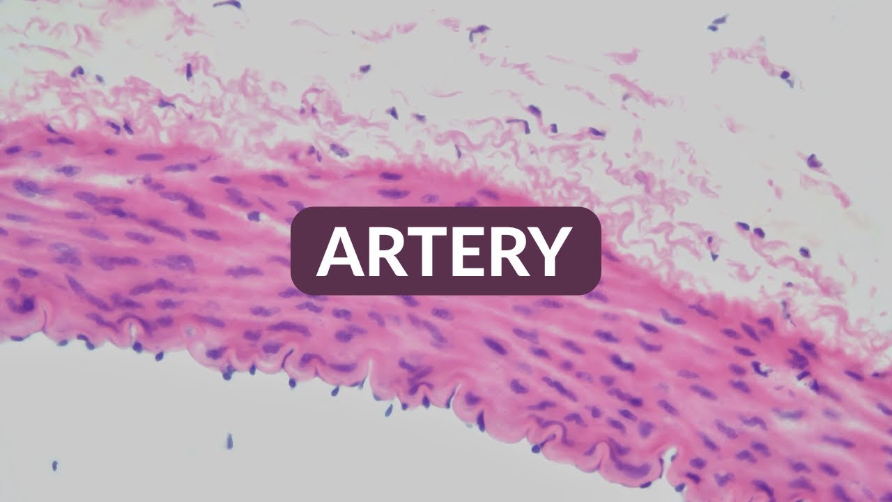 Histology Made Easy: Artery | Histology at 25x, 40x, 100x, 200x, 400x