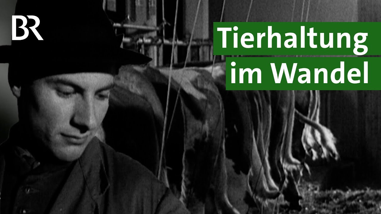 Von der Anbindehaltung zum Laufstall mit Kuh-Komfort: Tierwohl immer wichtiger! | Unser Land | BR