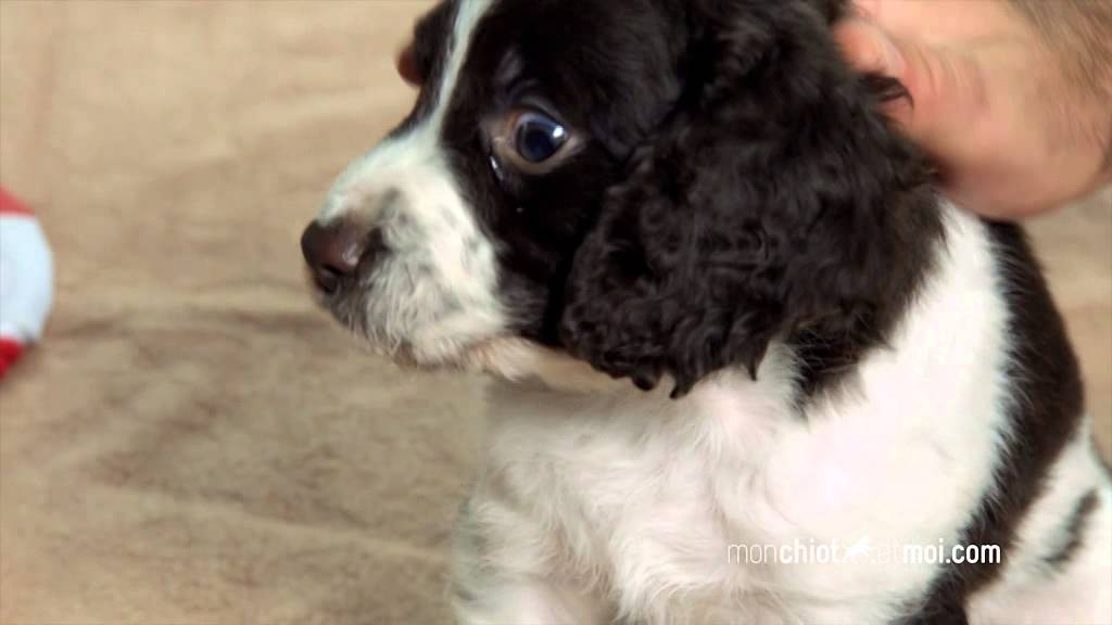 Accueillir un chiot à la maison⎜ROYAL CANIN®