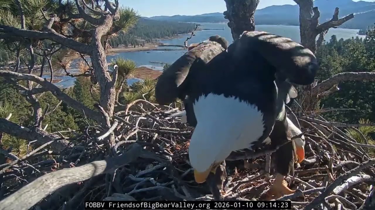 1-10-2026 Shadow Delivers Fish Gift for Jackie…