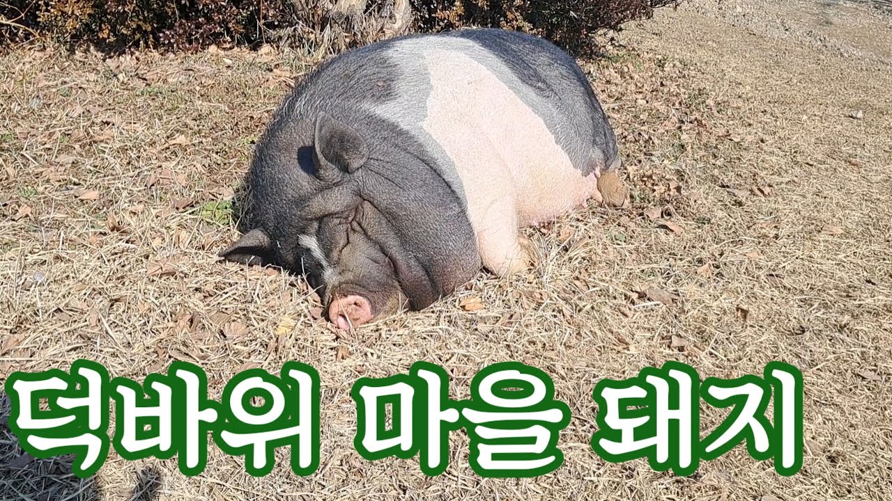덕바위 마을 돼지들