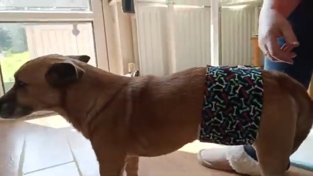 How To Make A Dog Belly Band Tutorial