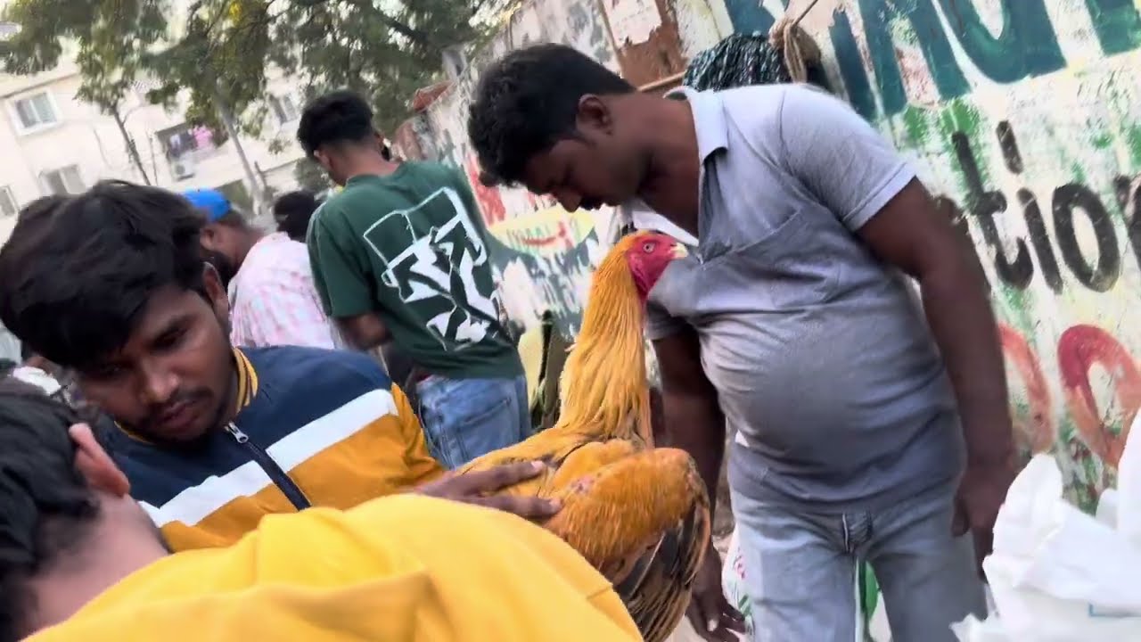 ERRAGADDA SUNDAY MARKET 🐓🐓🔥#viralvideos #aseelmurga #aseelhenfarming #henfarming #youtubeshorts