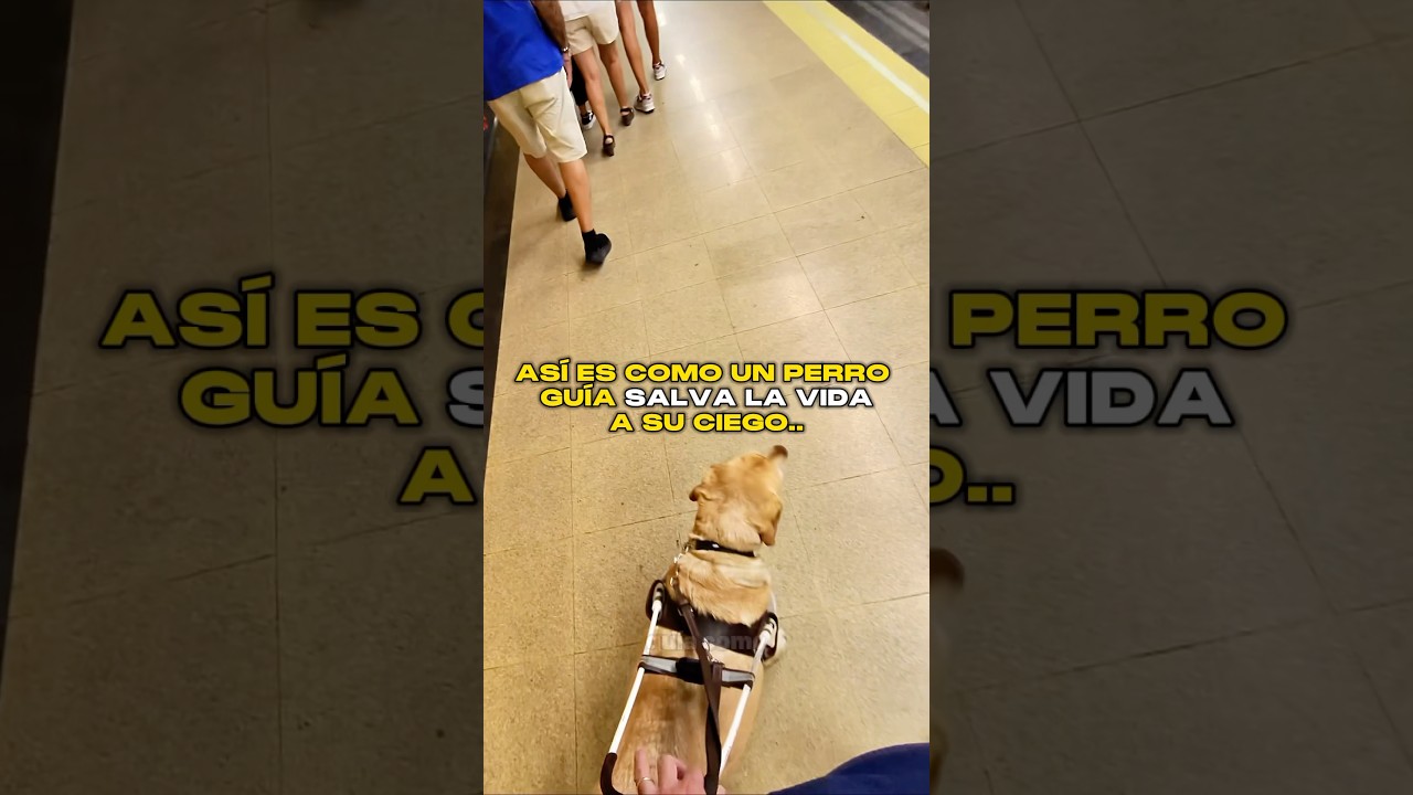 As&iacute; es como un Perro Gu&iacute;a Salva la Vida a su ciego.. 🦮