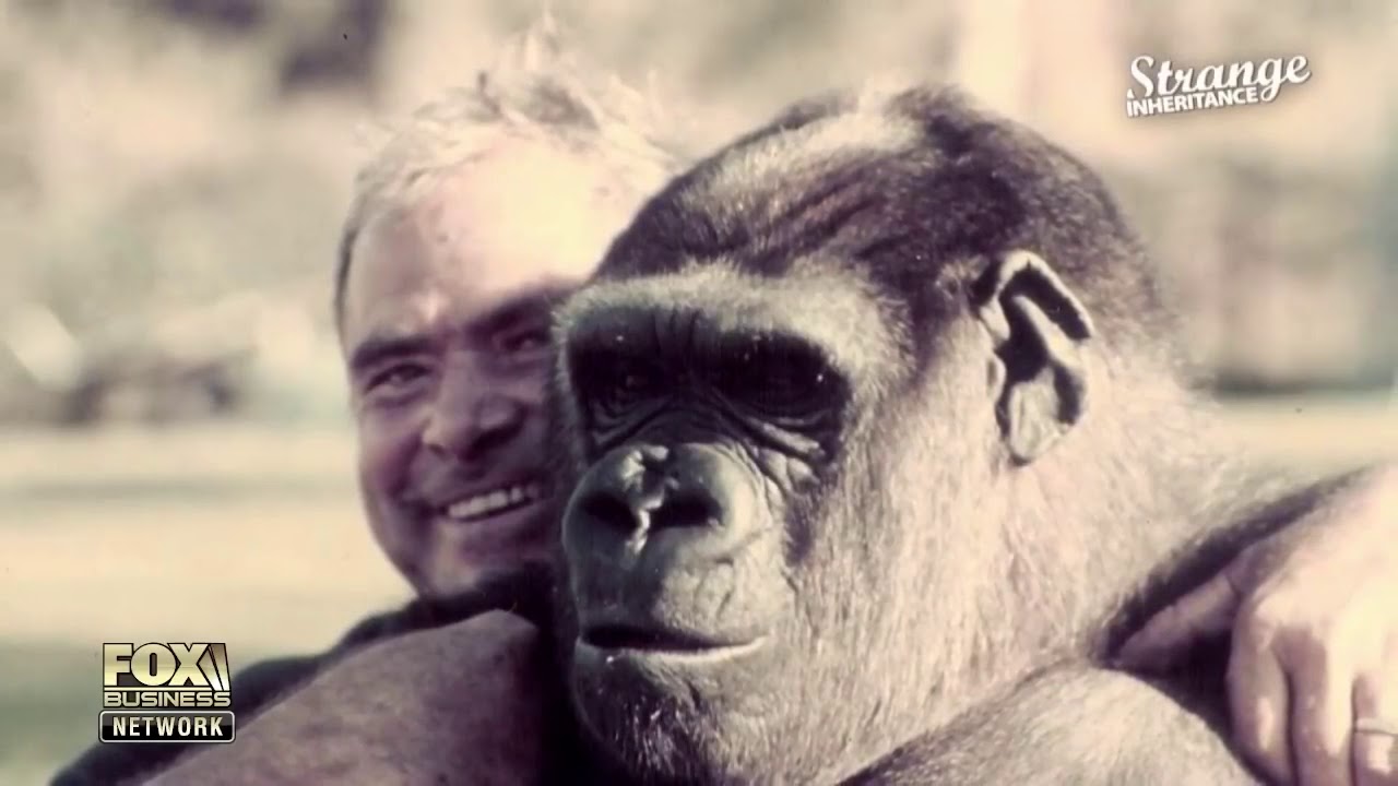 Strange Inheritance ~ Gorillas In Their Midst ~ #StrangeInheritance ~ S3E14
