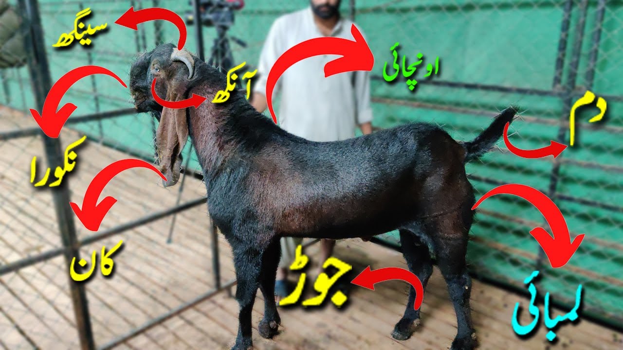 Beetal Goat characteristics | beetal bakri ki neshania | Breedar bakry ki pehchan |بیتل کی نشانیاں