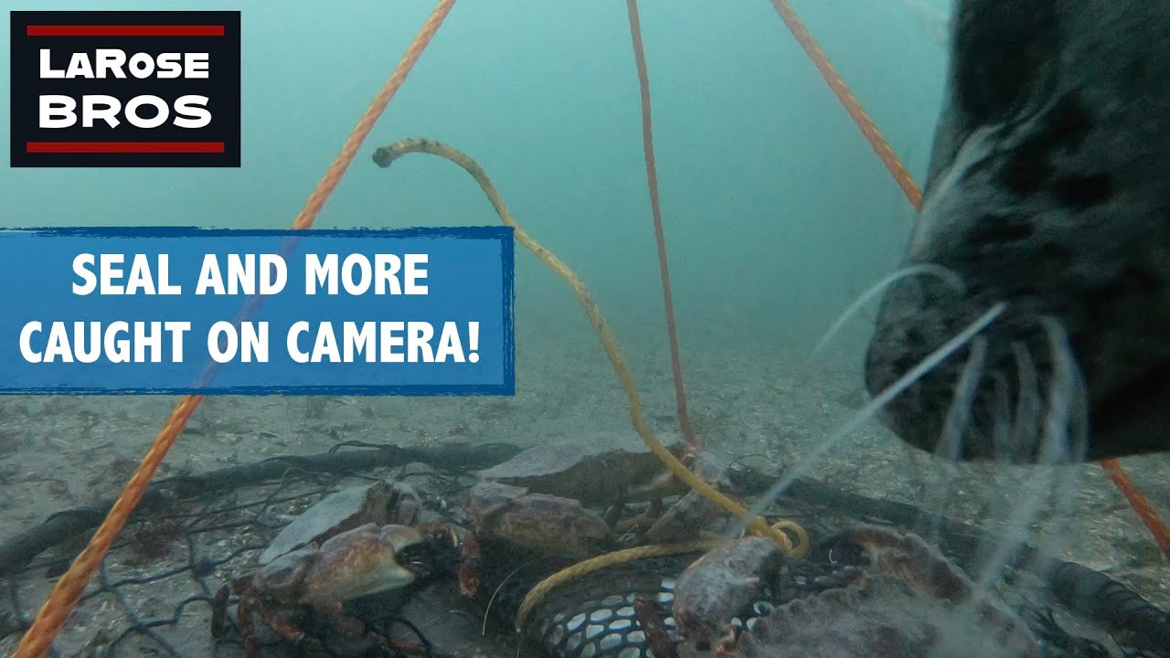 UNDERWATER FOOTAGE and Fishing at Les Davis Pier - LaRoseBros