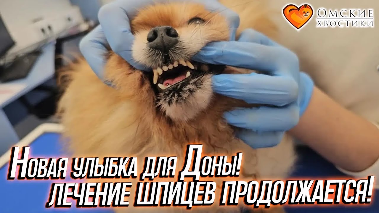 Новая улыбка для Доны! Лечение шпицев продолжается! | Дона