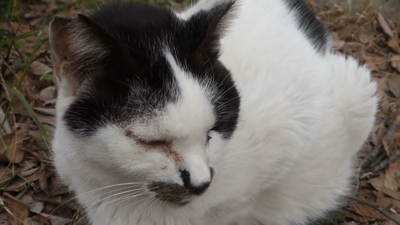 【Cat Video】 meowmeow Happy #cat  #cats  #cute