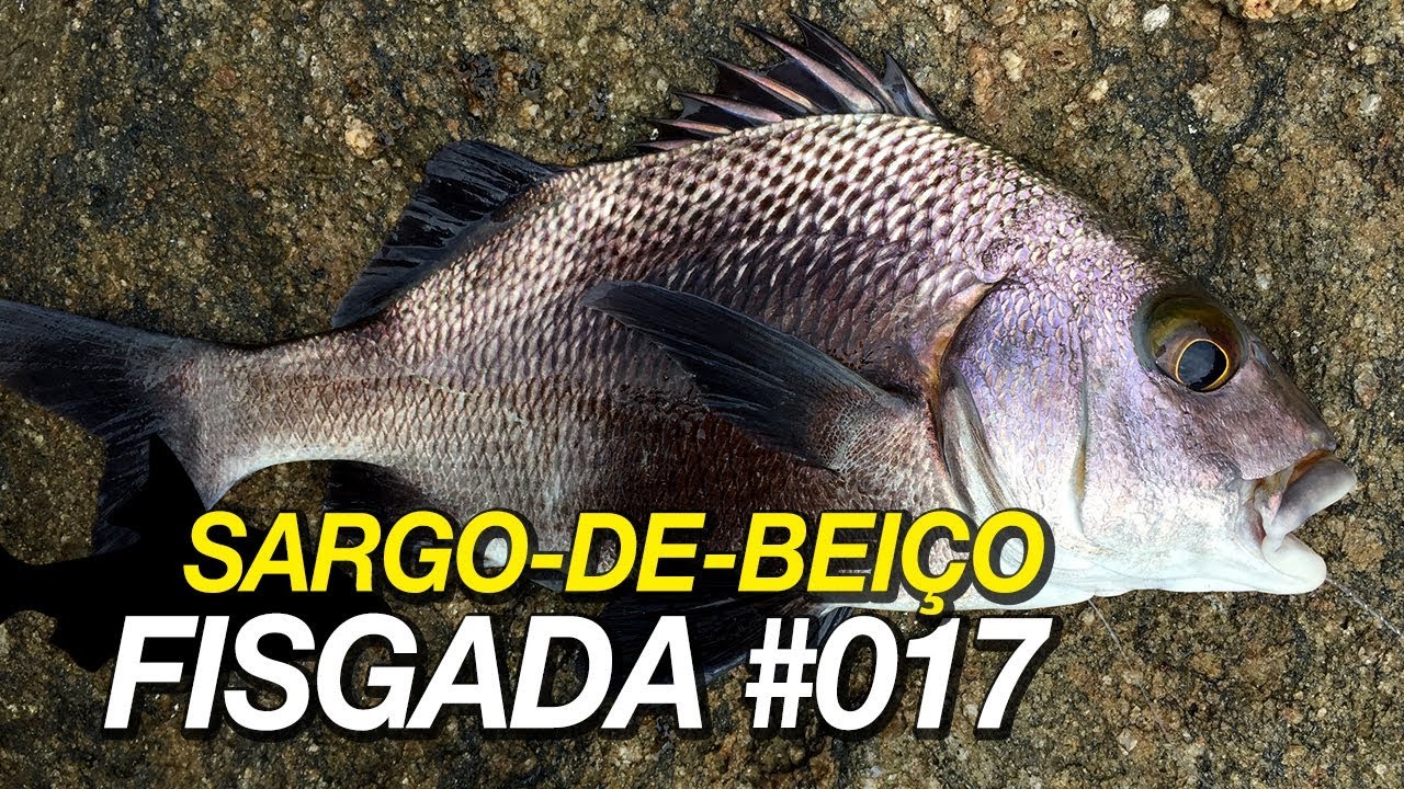 Fisgada #017 | Sargo-de-bei&ccedil;o na isca natural (Anisotremus surinamensis)