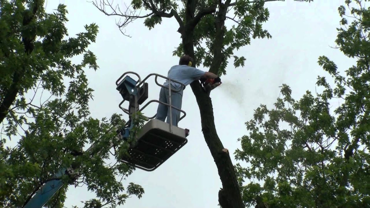 How to take down a tree near a house using a lift.