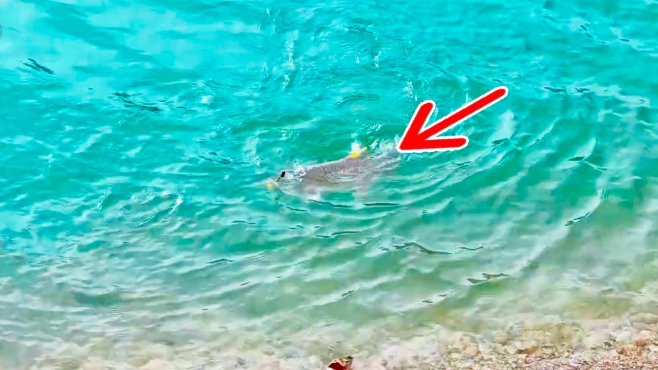一噸玉米換兩百斤魚，好像都不虧耶【野釣長空】 #釣魚