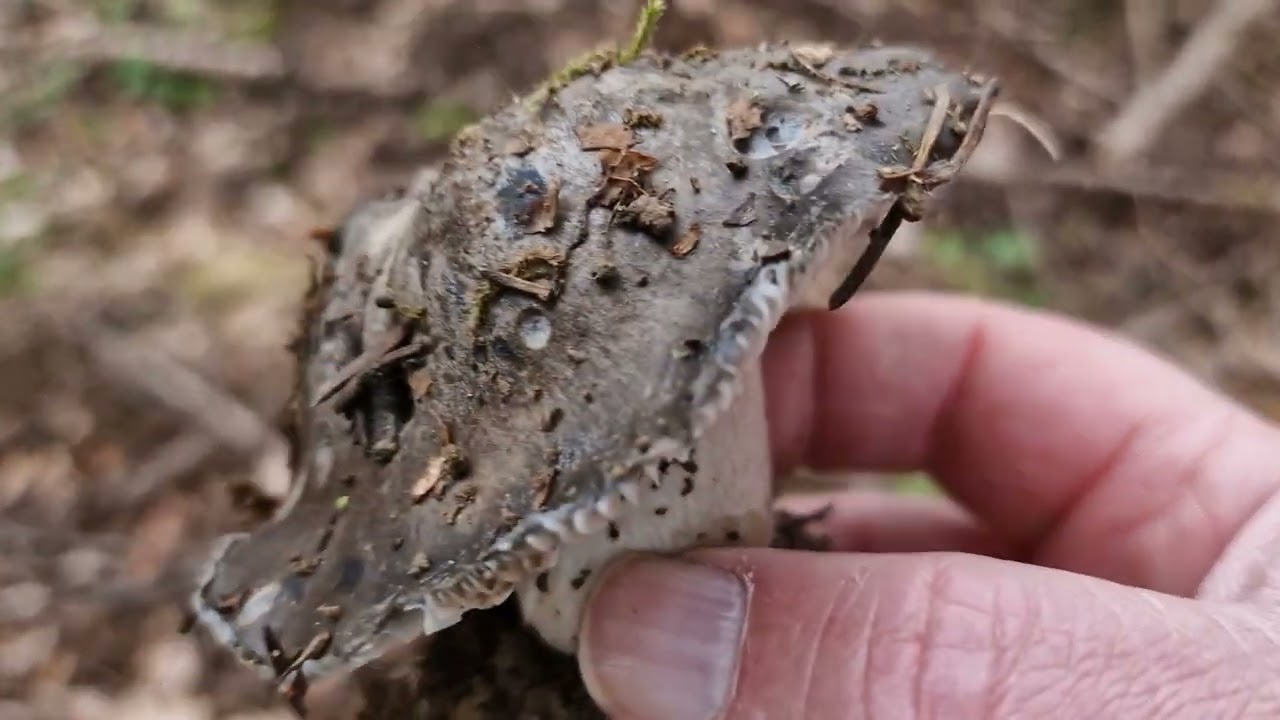 Hygrophore de Mars ! 08/03/24