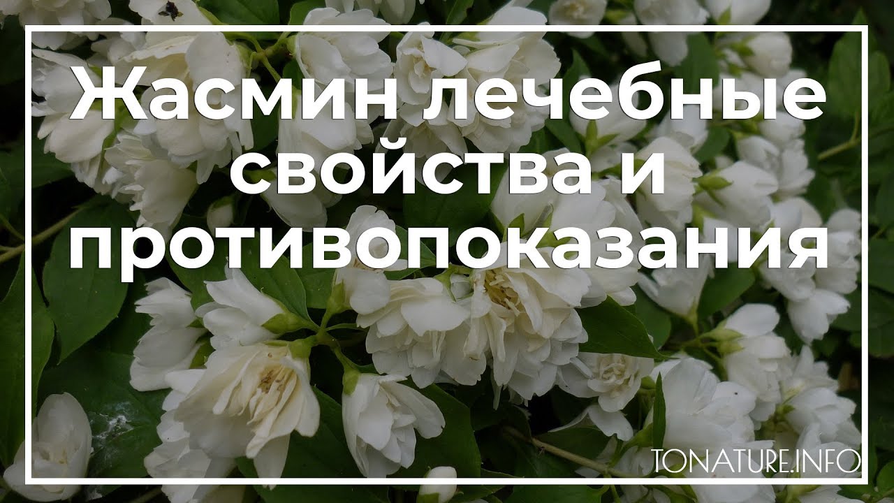 Жасмин лечебные свойства и противопоказания | toNature.Info